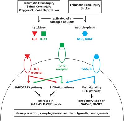 GAP-43 and BASP1 in Axon Regeneration: Implications for the Treatment of Neurodegenerative Diseases